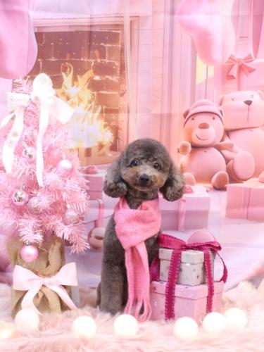 20241225chipieちゃん